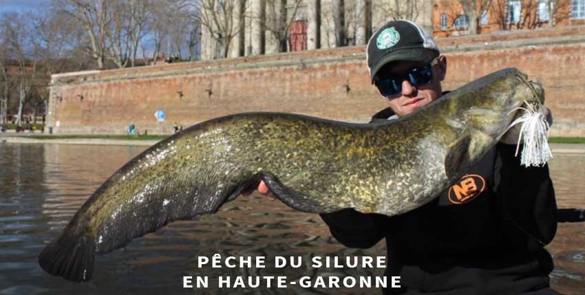 Guide de pêche du silure en Haute-Garonne
